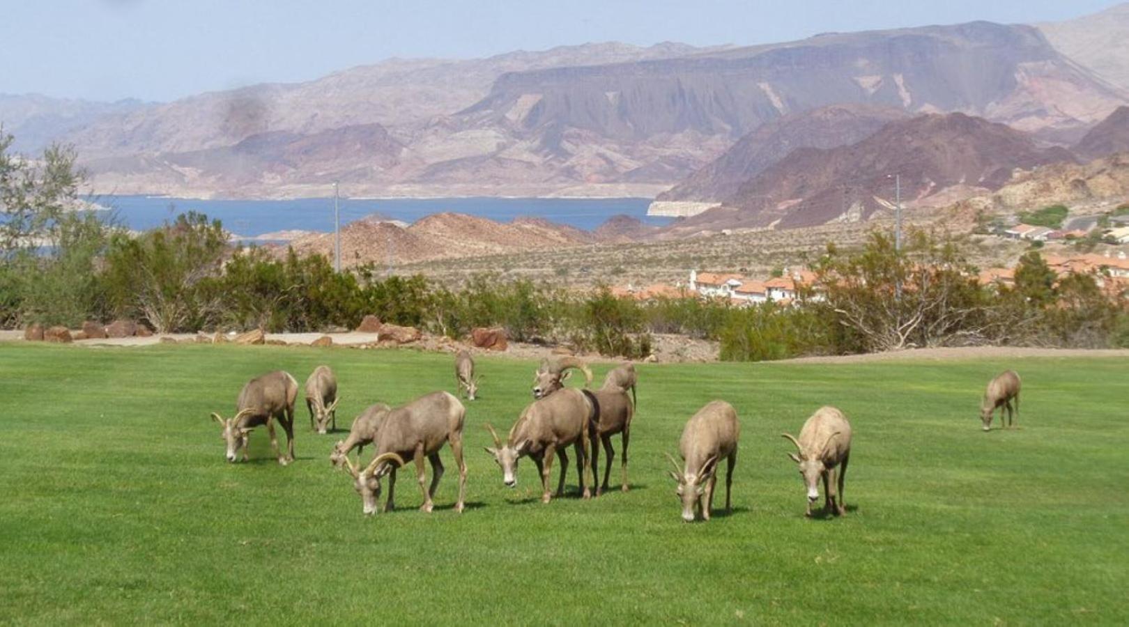 Mead 2* Boulder City